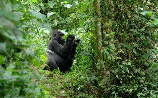 Gorilla Tracking [320x200]